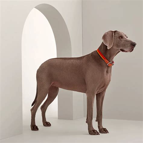 hermes paris hund|hermes knitted dog collars.